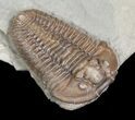 Flexicalymene Trilobite From Indiana #5607-1